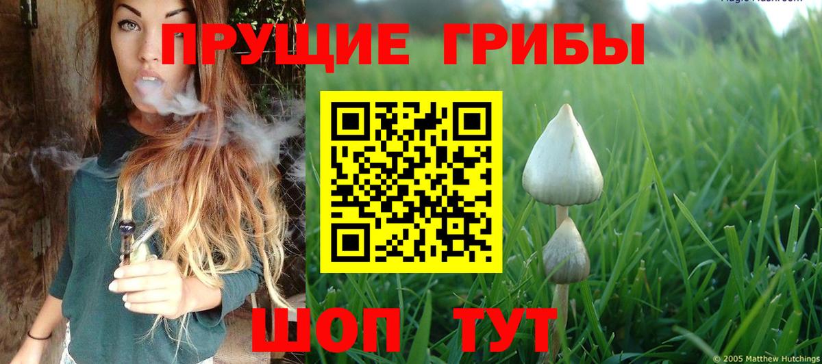 Псилоцибиновые грибы Psilocybine cubensis Нерюнгри